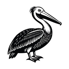pelican on white background