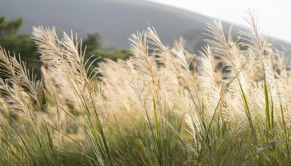 Fototapeta premium grass in the wind