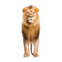 Obraz premium Majestic lion standing confidently against a white background.