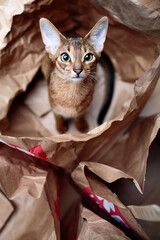 Young Abyssinian kitten sitting inside a paper bag, curious and cute. Studio shot with soft lighting, showing playful behavior, elegance, and charming feline expression.