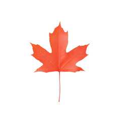 Obraz premium Vibrant red maple leaf isolated on a white background, showcasing autumn beauty.