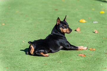 Black and tan dog lying on green grass.