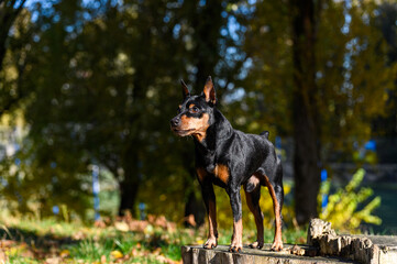 A black and tan miniature pinscher dog standing on a tree stump in a park.