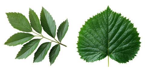 Two exquisite green leaves showcasing unique shapes and textures, perfect for nature-inspired designs and backgrounds. PNG transparent background