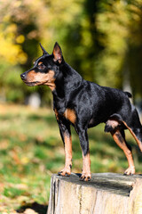 A black and tan miniature pinscher dog standing on a tree stump in a park.