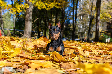 A miniature pinscher dog lying on bed of golden-yellow autumn leaves in a park.