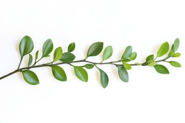 Fototapeta premium Green boxwood branch isolated on white background