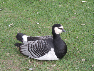 A flock of Barnacle geese stop to rest on the lawns of Helsinki in Finland during their migration to escape the cold weather.