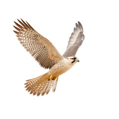 Fototapeta premium A majestic hawk soaring gracefully through the clear blue sky with outstretched wings.