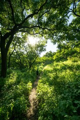 Obraz premium Person Hiking A Sunny Forest Trail