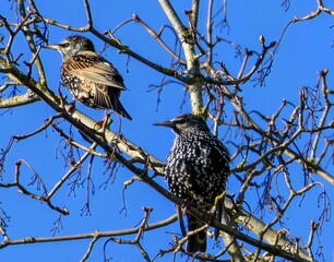 Couple d'étourneaux sansonnets dans un arbre