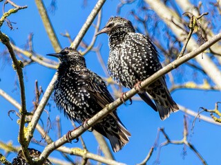 Common starlings on a branch