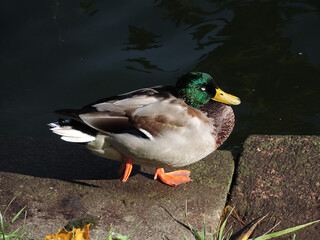 A teal duck in Peterhof Palace of Russia is resting.