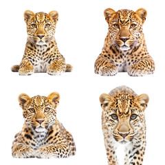 Naklejka premium Leopard isolated on a white background. Collection Png.