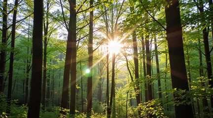 Obraz premium Sunlight filtering through green trees in a forest