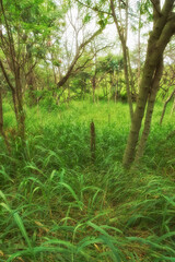 Forest landscape, grass and ground with trees, environment and growth for sustainability and hawaii nature. Outdoor bush, woods and spring for plants with healthy foliage, countryside or rainforest