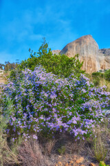 Flowers, mountain and outdoor for peace in nature, sustainable environment and oxygen production on trip. Travel, rock and plants for calm on vacation in countryside, ecology leaves and New Zealand