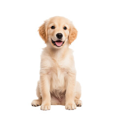 Cute golden retriever puppy sitting happily with a joyful expression.