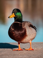 duck on the water