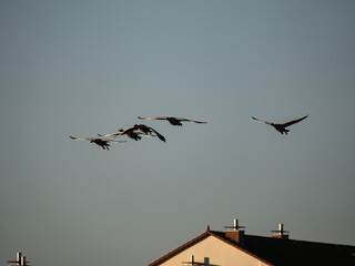 Gänse 
