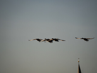 birds in flight