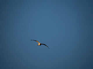 Gans im Flug 