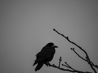 Krähe im Baum