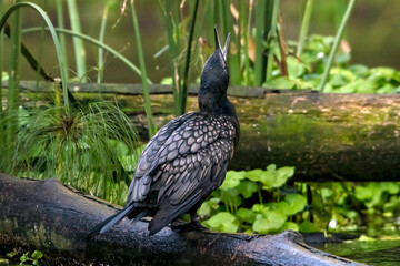 Little Black Cormorant at the tree log ,cleaning its feathers	