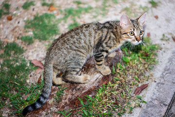 Portrait einer Dorf Hauskatze.