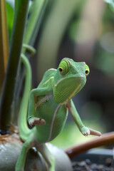 Baby veiled chameleon hanging on a tree branch