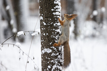 A small squirrel is seen climbing a tree trunk covered in snow while searching for food. The scene captures the essence of winter's beauty in a quiet forest.
