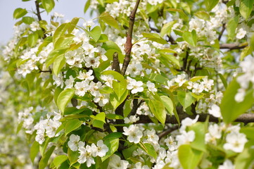 White Pear Blossoms in Spring - Delicate Flowers on Tree Branches