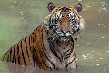 a Sumatran tiger is bathing in the lake