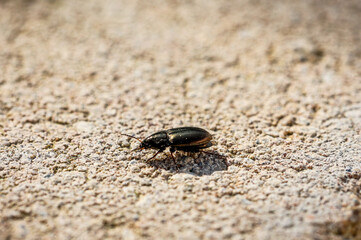 Ein Erzfarbener Kanalkäfer auf einem Stein.