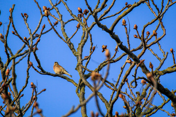 Ein Bluthänfling in der Krone eines Baumes.