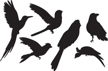 Fototapeta premium Collection of Stunning Exotic Bird Silhouettes and line art