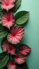 Obraz premium Caladium leaves on a clean and simple background, leaves, natural