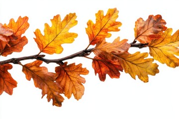 Fototapeta premium Oak leaves on branch colorful foliage in autumn isolated on white background