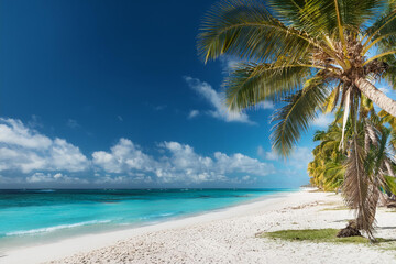 Obraz premium Sandy beach with coconut palm trees in the turquoise sea on Paradise island. Royalty high-quality free best stock of Panoramic beach landscape. Inspire tropical beach seascape horizon, Summer vacation