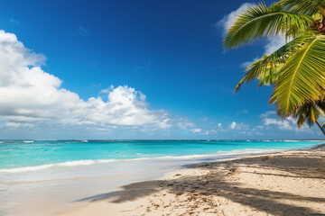 Fototapeta premium Sandy beach with coconut palm trees in the turquoise sea on Paradise island. Royalty high-quality free best stock of Panoramic beach landscape. Inspire tropical beach seascape horizon, Summer vacation