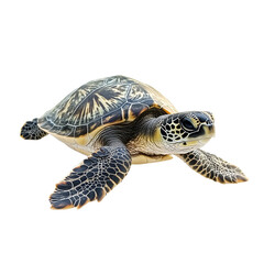 Fototapeta premium Detailed Close up of a Juvenile Green Sea Turtle