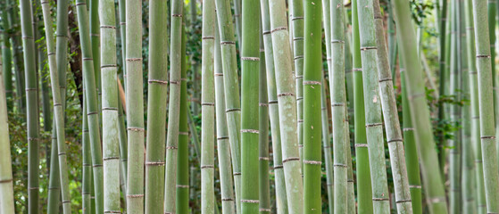 Fototapeta premium Green bamboo forest as panorama texture