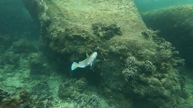A parrotfish adopts a vertical posture at a cleaning station, allowing cleaner wrasses to remove parasites. This symbiotic interaction is crucial for reef health and marine biodiversity in Koh Tao.
