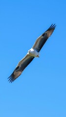 Obraz premium Laru argentatu bird soaring gracefully in a clear blue sky background, feathers, wings, wildlife