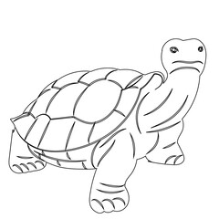 turtle sketch on white background vector
