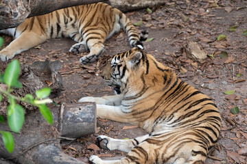 The tiger is resting and playing