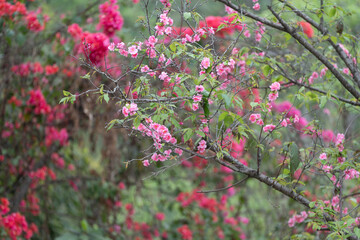 A lot of Pink plum blossoms