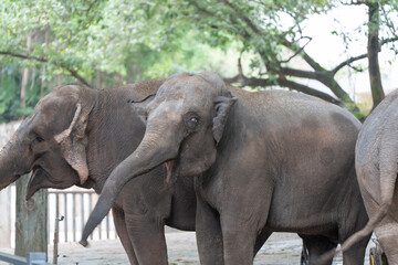 Fototapeta premium A number of elephants are present