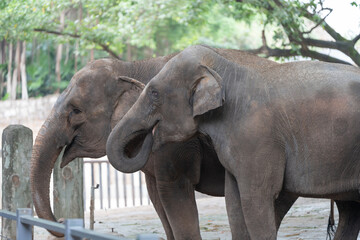 Fototapeta premium A number of elephants are present