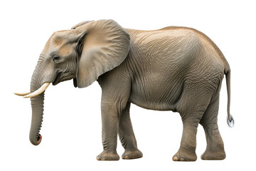 Fototapeta premium Isolated Adult African Elephant in Side Profile
